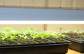 Europe is an established market for hydroponics